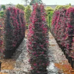 Buy Loropetalum Cone Shape | Chinese fringe flower – Plant from Nursery Nisarga