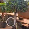 Buy Ring shaped Ficus - Plant from Nursery Nisarga