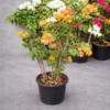 Buy Grafted Bougainvillea " Two in one color" - plant from Nursery Nisarga