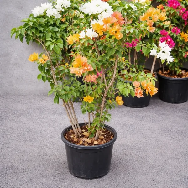 Buy Grafted Bougainvillea " Two in one color" - plant from Nursery Nisarga