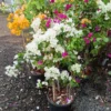 Buy Grafted Bougainvillea " Two in one color" - plant from Nursery Nisarga
