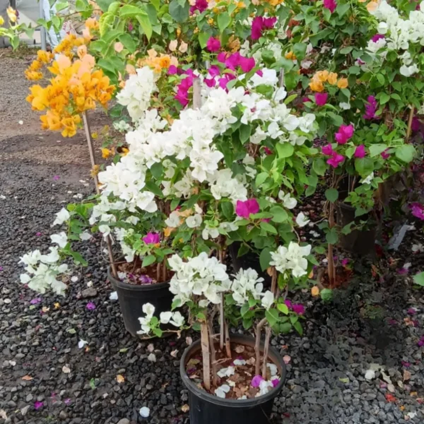 Buy Grafted Bougainvillea " Two in one color" - plant from Nursery Nisarga