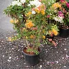 Buy Grafted Bougainvillea " Two in one color" - plant from Nursery Nisarga