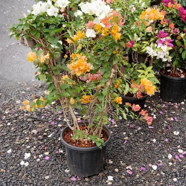 Buy Grafted Bougainvillea " Two in one color" - plant from Nursery Nisarga