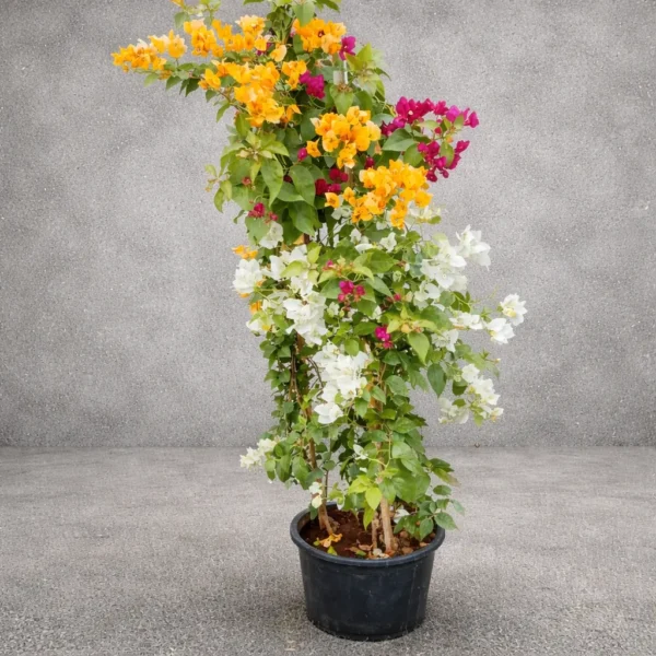 Buy Grafted Bougainvillea " Two in one color" - plant from Nursery Nisarga