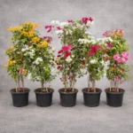 Buy Grafted Bougainvillea " Two in one color" - plant from Nursery Nisarga