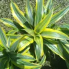 Buy Dracaena lemon lime, Dracaena fragrans - Plant from Nursery Nisarga