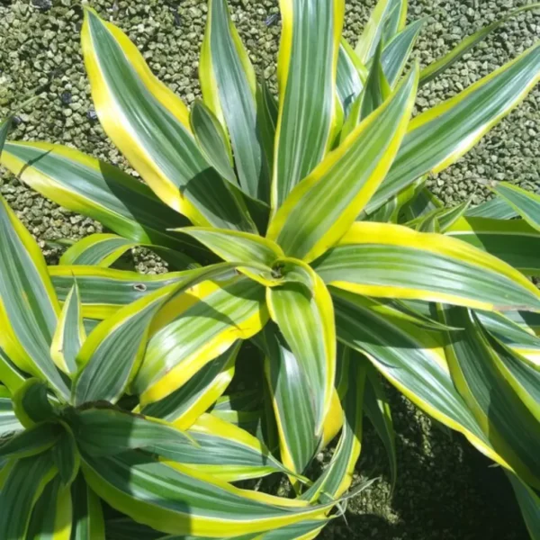 Buy Dracaena lemon lime, Dracaena fragrans - Plant from Nursery Nisarga