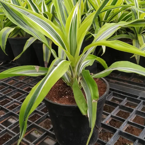 Buy Dracaena lemon lime, Dracaena fragrans - Plant from Nursery Nisarga
