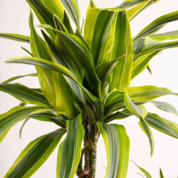 Buy Dracaena lemon lime, Dracaena fragrans - Plant from Nursery Nisarga