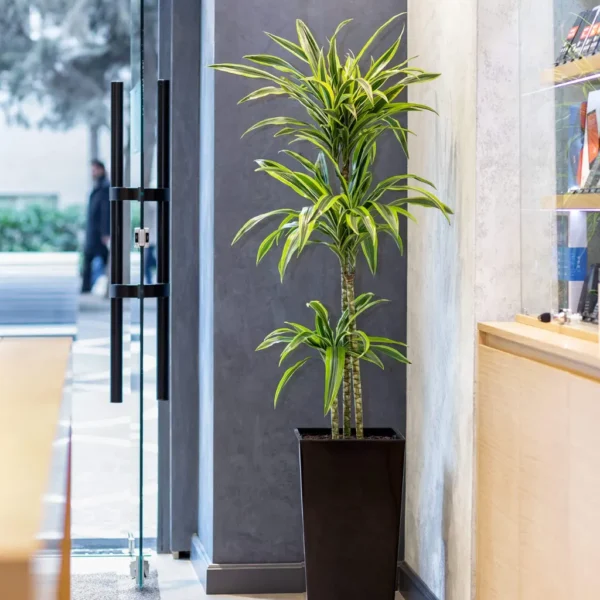 Buy Dracaena lemon lime, Dracaena fragrans - Plant from Nursery Nisarga