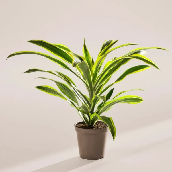 Buy Dracaena lemon lime, Dracaena fragrans - Plant from Nursery Nisarga