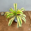 Buy Yellow dracaena fragrance Plant from Nursery Nisarga