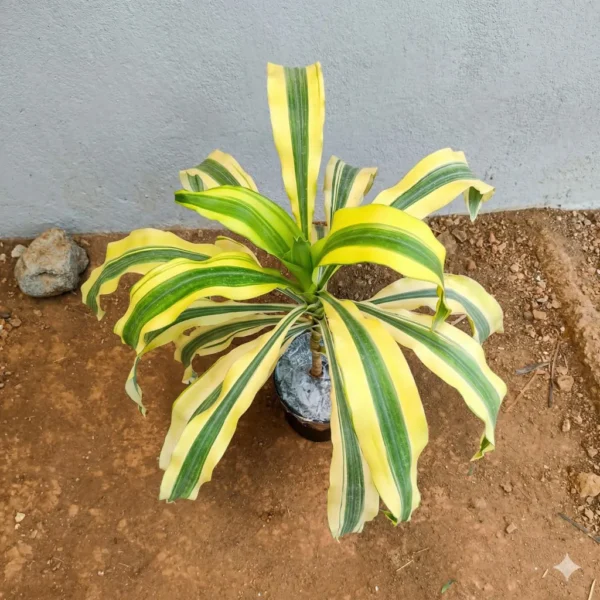 Buy Yellow dracaena fragrance Plant from Nursery Nisarga