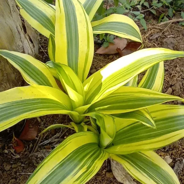 Buy Yellow dracaena fragrance Plant from Nursery Nisarga