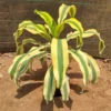 Buy Yellow dracaena fragrance Plant from Nursery Nisarga