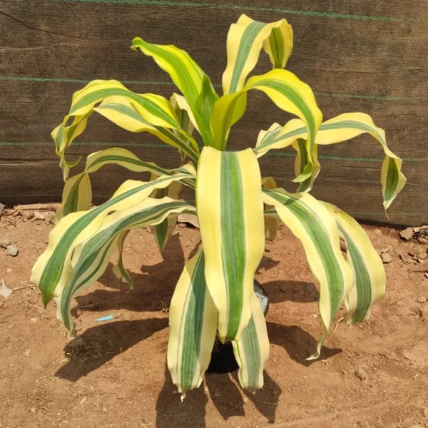 Buy Yellow dracaena fragrance Plant from Nursery Nisarga