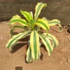 Buy Yellow dracaena fragrance Plant from Nursery Nisarga