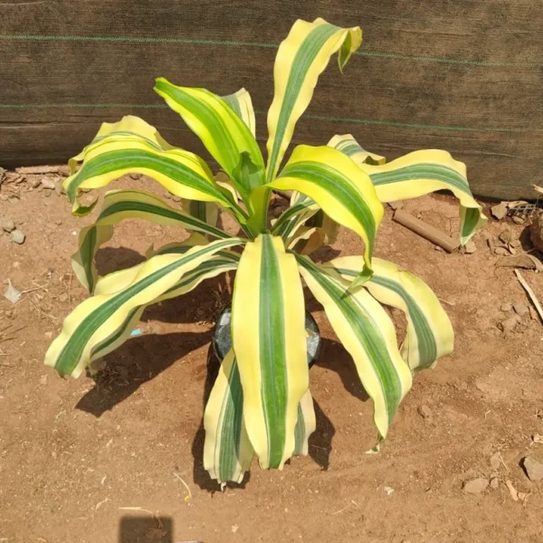 Buy Yellow dracaena fragrance Plant from Nursery Nisarga