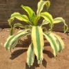 Buy Yellow dracaena fragrance Plant from Nursery Nisarga