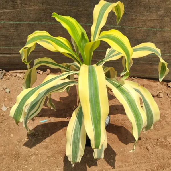 Buy Yellow dracaena fragrance Plant from Nursery Nisarga