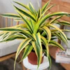 Buy Yellow dracaena fragrance Plant from Nursery Nisarga