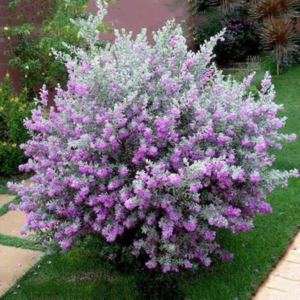 Buy Texas Sage Dwarf ,Nikotia "Leucophyllum Frutescens" - plant from Nursery Nisarga