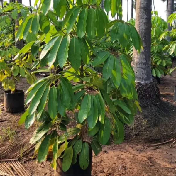 Buy Green Brassia ( Schefflera Actinophylla ) - plant from Nursery Nisarga