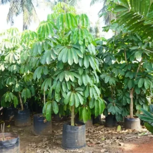 Buy Green Brassia ( Schefflera Actinophylla ) - plant from Nursery Nisarga
