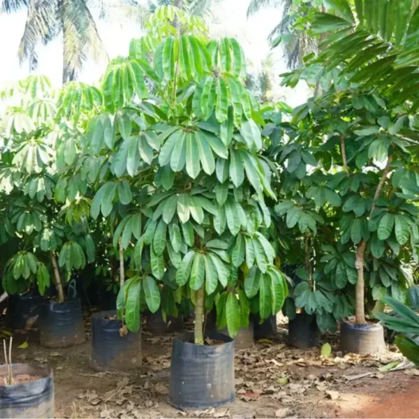 Buy Green Brassia ( Schefflera Actinophylla ) - plant from Nursery Nisarga