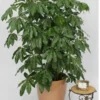 Buy Green Brassia ( Schefflera Actinophylla ) - plant from Nursery Nisarga