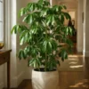 Buy Green Brassia ( Schefflera Actinophylla ) - plant from Nursery Nisarga
