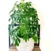 Buy Green Brassia ( Schefflera Actinophylla ) - plant from Nursery Nisarga