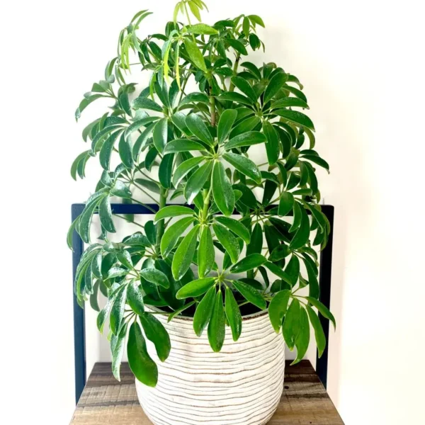 Buy Green Brassia ( Schefflera Actinophylla ) - plant from Nursery Nisarga