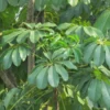 Buy Green Brassia ( Schefflera Actinophylla ) - plant from Nursery Nisarga