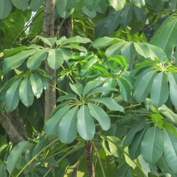 Buy Green Brassia ( Schefflera Actinophylla ) - plant from Nursery Nisarga