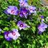 Buy Hibiscus Purple -plant from Nursery Nisarga