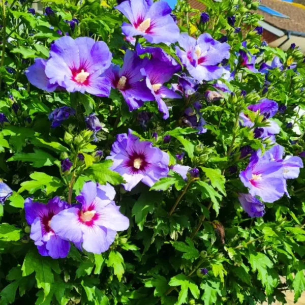Buy Hibiscus Purple -plant from Nursery Nisarga