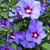 Buy Hibiscus Purple -plant from Nursery Nisarga