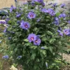 Buy Hibiscus Purple -plant from Nursery Nisarga