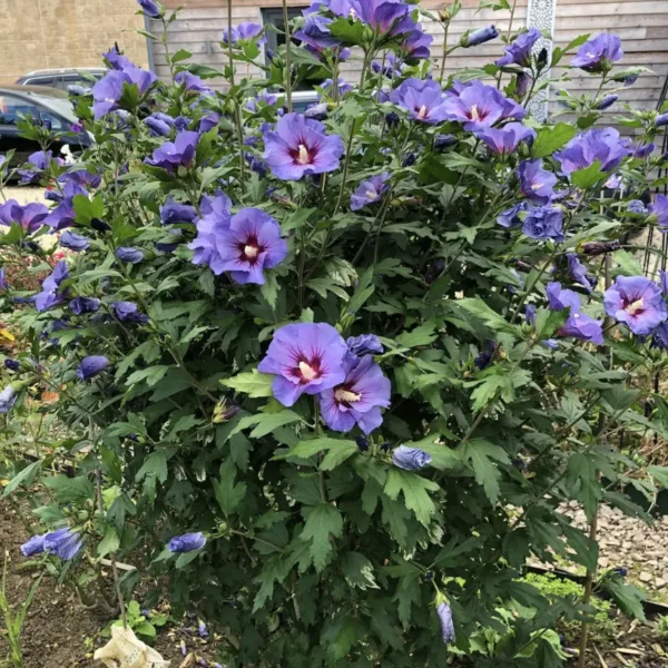 Buy Hibiscus Purple -plant from Nursery Nisarga