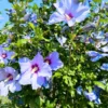 Buy Hibiscus Purple -plant from Nursery Nisarga