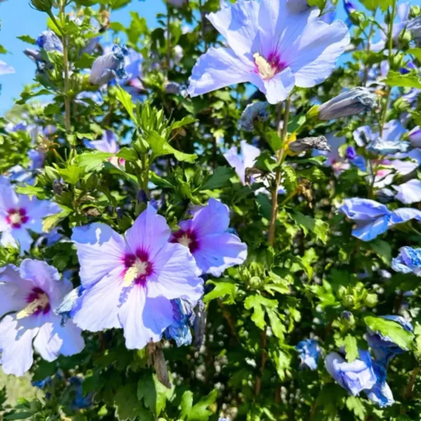 Buy Hibiscus Purple -plant from Nursery Nisarga