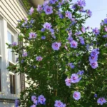 Buy Hibiscus Purple -plant from Nursery Nisarga