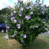 Buy Hibiscus Purple -plant from Nursery Nisarga