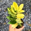 Buy ZZ 'Variegated' , Zamioculcas Zamiifolia - Plant from Nursery Nisarga