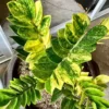 Buy ZZ 'Variegated' , Zamioculcas Zamiifolia - Plant from Nursery Nisarga