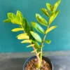 Buy ZZ 'Variegated' , Zamioculcas Zamiifolia - Plant from Nursery Nisarga