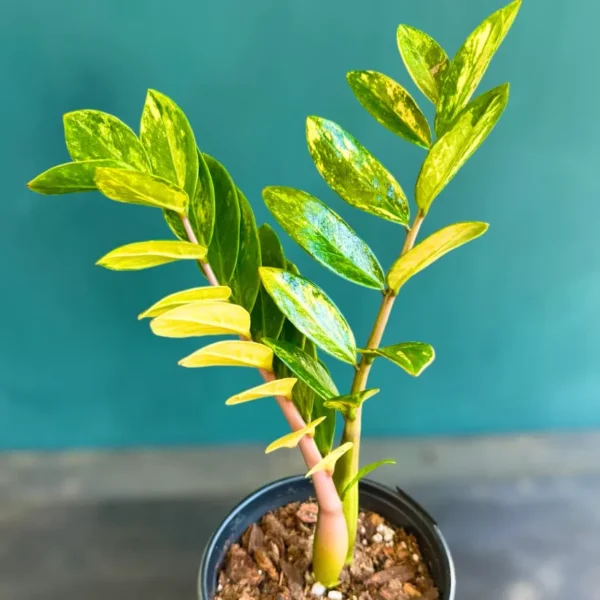 Buy ZZ 'Variegated' , Zamioculcas Zamiifolia - Plant from Nursery Nisarga