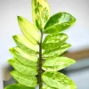 Buy ZZ 'Variegated' , Zamioculcas Zamiifolia - Plant from Nursery Nisarga
